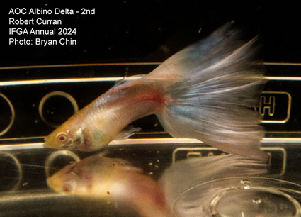 Guppy male AOC Albino